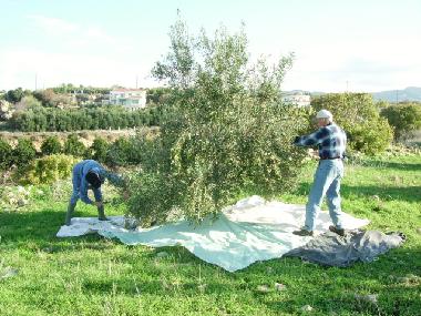 Holiday Apartment in Kissonerga (Paphos) or holiday homes and vacation rentals