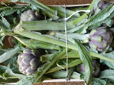 Hotel in Ascea (SA) (Salerno) or holiday homes and vacation rentals