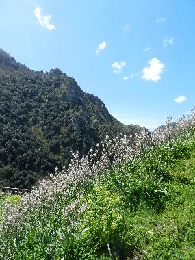 Hotel in Ascea (SA) (Salerno) or holiday homes and vacation rentals