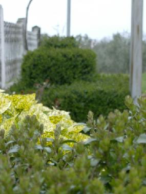 Holiday House in Vosteni (Istarska) or holiday homes and vacation rentals