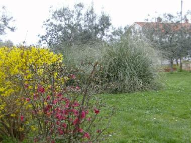 Holiday House in Vosteni (Istarska) or holiday homes and vacation rentals