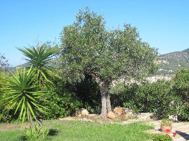 Holiday Apartment in Son Macia (Mallorca) or holiday homes and vacation rentals