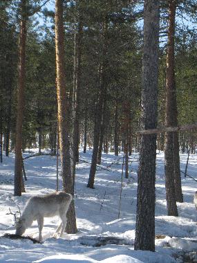 Reindeers are half wild and half farmed - not permitted to hunt.
