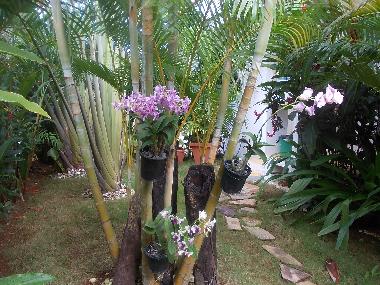 Villa in Las Terrenas (Samana) or holiday homes and vacation rentals