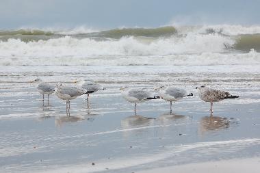 Holiday Apartment in Vrouwenpolder (Zeeland) or holiday homes and vacation rentals