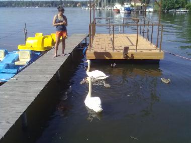 Holiday Apartment in Berlin (Kpenick) or holiday homes and vacation rentals