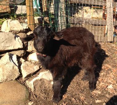 Holiday House in localit Ciliegi (Firenze) or holiday homes and vacation rentals