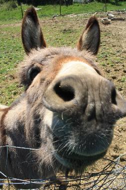 Holiday House in localit Ciliegi (Firenze) or holiday homes and vacation rentals