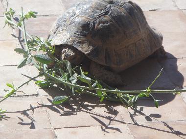 Villa in Taroudannt (Taroudannt) or holiday homes and vacation rentals