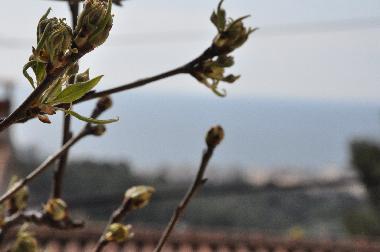 Holiday House in Lloret de Mar (Girona) or holiday homes and vacation rentals