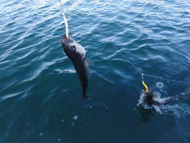 Villa in Kolltveit (Hordaland) or holiday homes and vacation rentals