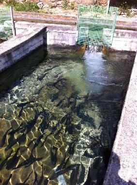 Holiday House in Berga (Messinia) or holiday homes and vacation rentals