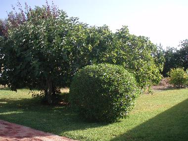 Holiday House in So Bras de Alportel Peral (Algarve) or holiday homes and vacation rentals