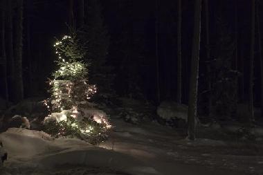 Christmas tree in December