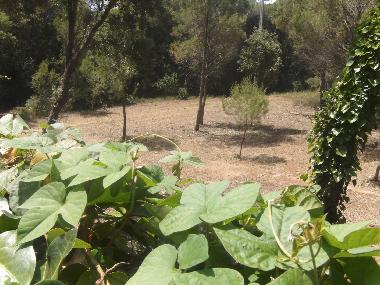 Holiday House in Pals (Girona) or holiday homes and vacation rentals