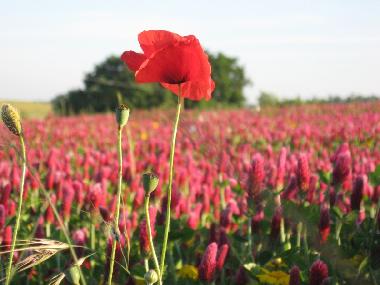 Holiday Apartment in orvieto (Terni) or holiday homes and vacation rentals