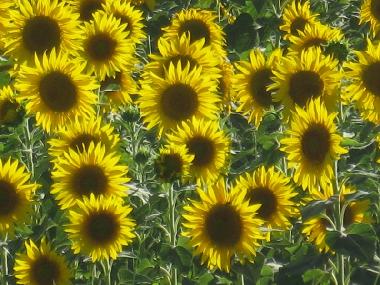 Holiday Apartment in orvieto (Terni) or holiday homes and vacation rentals