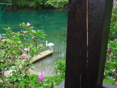 Holiday House in Zvecaj (Karlovacka) or holiday homes and vacation rentals