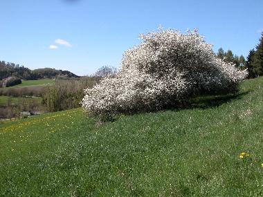 Holiday House in Rockeskyll (Eifel - Ahr) or holiday homes and vacation rentals