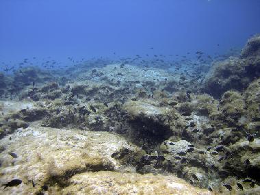 Villa in Protaras (Famagusta) or holiday homes and vacation rentals