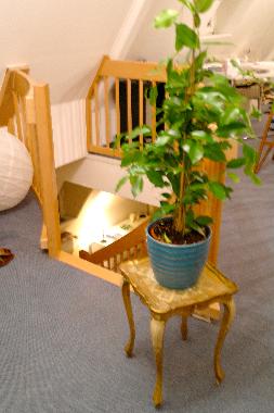 Holiday Apartment in Trier (Mosel - Saar) or holiday homes and vacation rentals