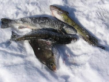 Fishing - wintertime