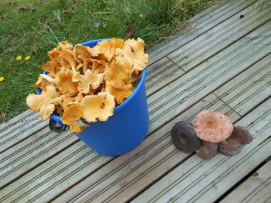 Mushroom season in August