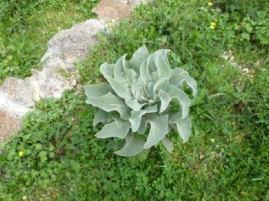 Holiday House in Ceglie Messapica (Taranto) or holiday homes and vacation rentals