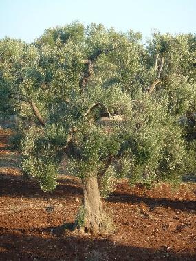 Holiday House in Ceglie Messapica (Taranto) or holiday homes and vacation rentals