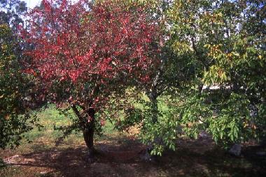 Villa in A Estrada (Pontevedra) or holiday homes and vacation rentals