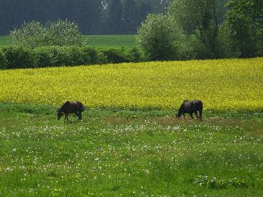 Holiday Apartment in Khsen (Herzogtum Lauenburg) or holiday homes and vacation rentals