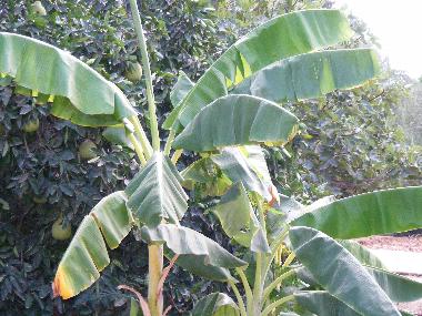 Banana and Pomelo trees at our yard