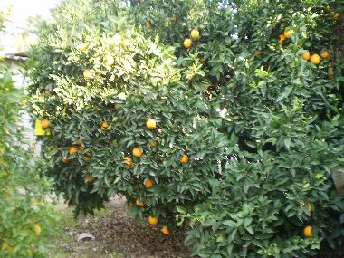 Citrus trees at our yard