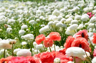 Holiday Apartment in SANREMO (Imperia) or holiday homes and vacation rentals