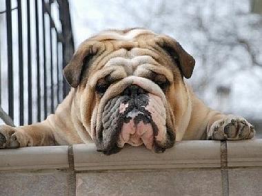 Welcome to us and bring your pets. I do not like Crete,it's too hot for me. I live in Sweden. Hector