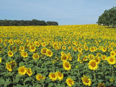 Sunflower fields in summer