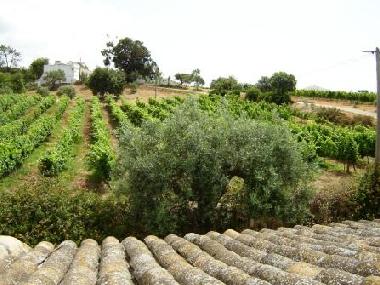 Vineyards