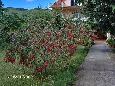 Holiday Apartment in Kotor (Montenegro) or holiday homes and vacation rentals