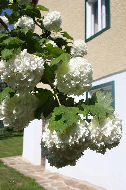 Holiday House in Schwanberg (West- und S�dsteiermark) or holiday homes and vacation rentals