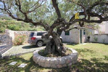 Holiday House in Podgora  (Splitsko-Dalmatinska) or holiday homes and vacation rentals