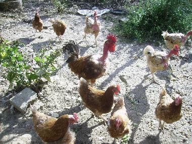 Chalet in Auvillar (Tarn-et-Garonne) or holiday homes and vacation rentals