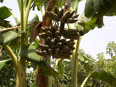 Holiday House in Benidoleig (Alicante / Alacant) or holiday homes and vacation rentals