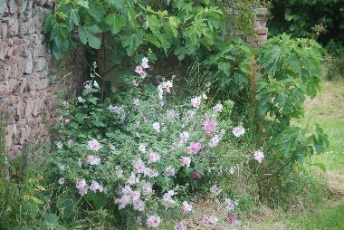 Wild flowers in the garden