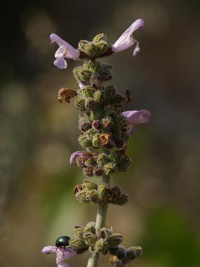 Holiday House in SYROS (Kyklades) or holiday homes and vacation rentals