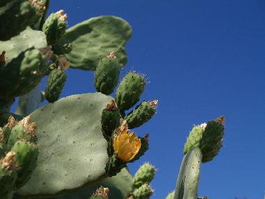 Holiday House in SYROS (Kyklades) or holiday homes and vacation rentals