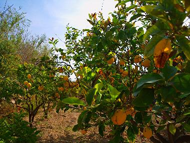 Holiday House in SYROS (Kyklades) or holiday homes and vacation rentals