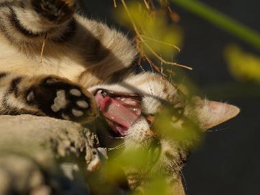 Holiday House in SYROS (Kyklades) or holiday homes and vacation rentals