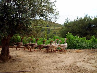 Holiday House in SYROS (Kyklades) or holiday homes and vacation rentals