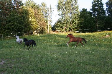 There are also horses here