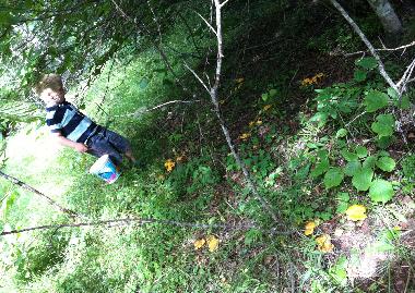 The forest gold. Chanterelles. Maybe we show you the secret spots! ;)